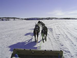179151_dog_sled_run_1